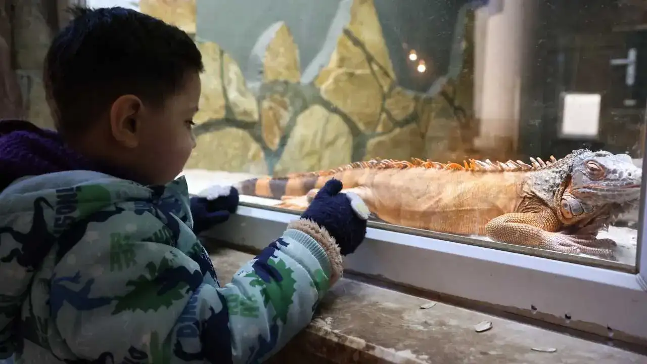 Antalya'da Lemurlar Sıcakta, Bukalemunlar Işıkta 1